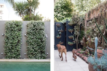 Jazmines en columnas o macetas colgantes en la medianera visten el muro con un toque original.