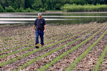 Por el tiempo excesivamente húmedo que demoró las siembras en EE.UU. todavía hoy se duda sobre el número final de hectáreas implantadas