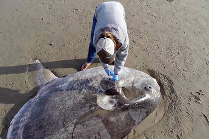 Jessica Nielsen, una especialista en conservación, examina un Hoodwinker sunfish, o pez lobo, en la Reserva Coal Oil Point en Santa Barbara, California, el 21 de febrero.