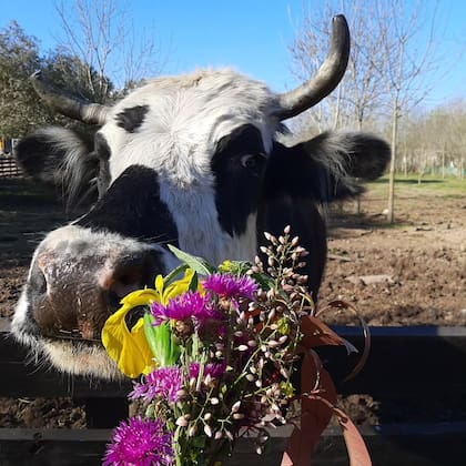 Jill pasó al sector de cuidado de adultos mayores del santuario.