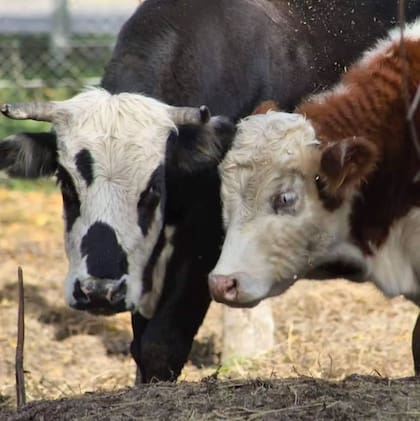 Jill y su ternero, Heracles.