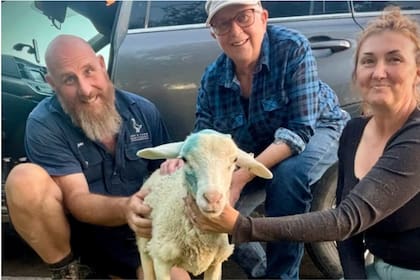 Jilly, la oveja que fue rescatada de milagro en Australia