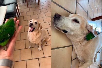 Hiro y su amiga, la cotorra, inseparables