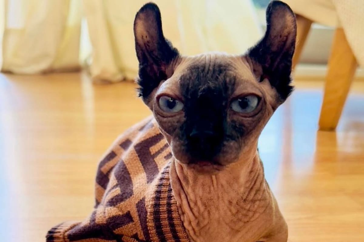 El gato esfinge, la mascota de moda entre famosos: ¡Descubre su encanto!