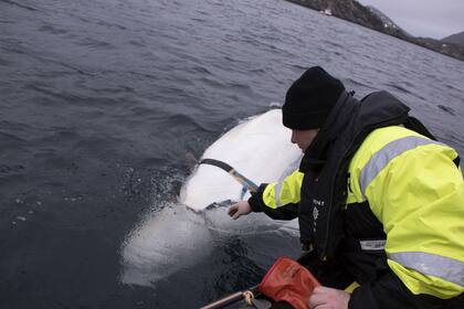 Joergen Ree Wiig, de la Directiva Noruega de Pesca, intenta alcanzar el arnés atado a una ballena beluga en la costa norte de Noruega