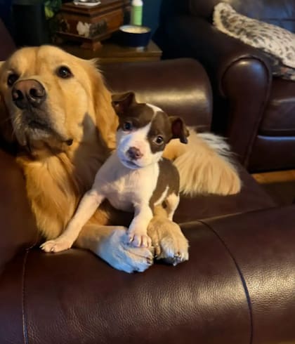 Joey se adaptó rápidamente a la familia de Liz (Foto: The Dodo)