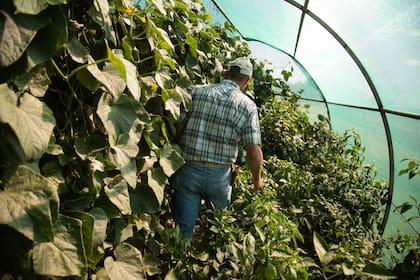Johan Friesen en el jardín de invierno donde tiene su huerta.