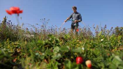 John Block, superintendente en el jardín botánico de Augustenberg, riega las plantas en Malmö