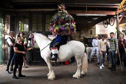 John Turner, el "Rey" del Castleton Garland Day, a caballo, cubierto hasta la cintura con una pesada guirnalda floral en forma de campana, se prepara para desfilar por el pueblo de Castleton en Peak District, al norte de Inglaterra.