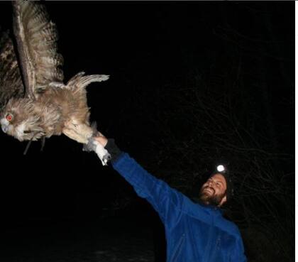 Jonathan C. Slaght, en el momento de captura del búho pescador de Blakiston: permite que agite sus alas para que las correas del arnés del GPS se asienten naturalmente entre su plumaje 