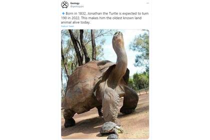 Jonathan, ya posee el título del animal terrestre más antiguo conocido