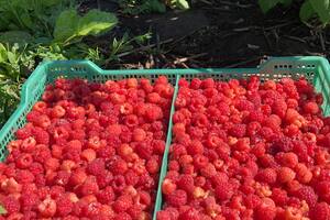 Empezó con selectos frutos donde nadie lo había hecho y cuenta cuál es el secreto para arrancar de cero