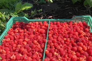 Empezó con selectos frutos donde nadie lo había hecho y cuenta cuál es el secreto para arrancar de cero