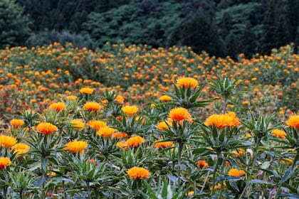 Jorge Bassi: “En Bunge, buscamos continuamente nuevas opciones sostenibles para materias primas para destinar a biocombustibles"