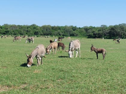 Jornada de burros y mulas