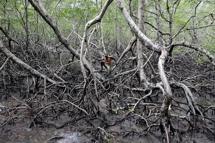 José Da Cruz entre los manglares