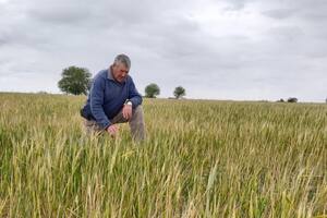 José Luis Roca, un productor de Bigand, Santa Fe. En esa provincia se producirá un 48% menos de trigo