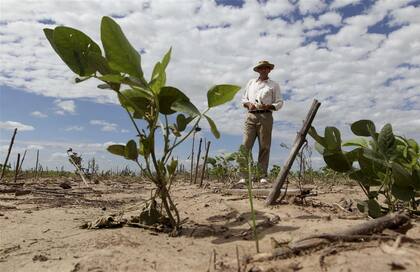 José Luis Schahovskoy, en su campo de Las Breñas, muestra los cultivos de soja afectados por la sequía