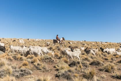 Otro de los arrieros más conocidos de la zona es José Zolorza. Aquí, a caballo con sus chivos, en un paraje sobre la RN 40, mientras hace la veranada.