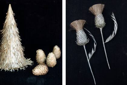 Josefina creció en un pueblo rural, donde jugaba a ser exploradora. Un poco de ahí llega su fascinación por la naturaleza.