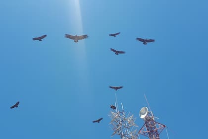 Jotes (aves parecidas a los cóndores pero más emparentadas con los buitres) en lo más alto del camino de La Carolina a San Francisco del Monte de Oro; una presencia imponente y bonita en un entorno formidable.