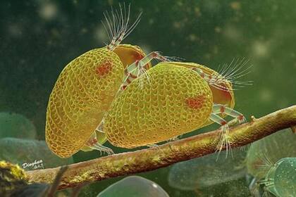 La evidencia indica que la hembra en la que fueron hallados los espermatozoides tuvo que ser fecundada justo antes de quedar atrapada en el ámbar