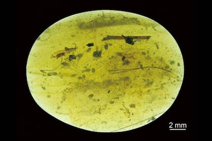 La pieza de ámbar fosilizada estaba en posesión de un coleccionista que se la entregó, en 2017, al doctor Wang para que pudiera estudiarla