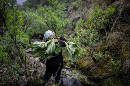Joven carga una quirusilla, planta comestible. Sus tallos se pelan y maceran antes deconsumirse.