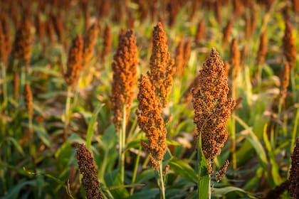 Juan Balbín: “El sorgo muestra más estabilidad, soporta golpes de calor y puede demorar la floración hasta 40 días esperando las lluvias”