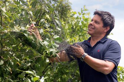 Juan Buela, experto en el manejo de frutales.