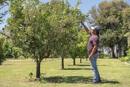 Juan Buela revisando la fruta del árbol.