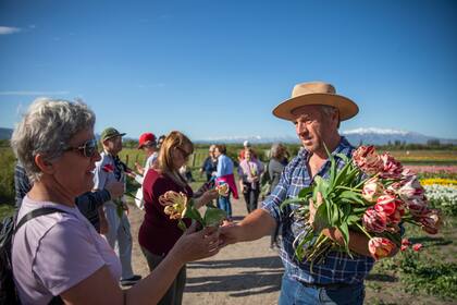 Juan Carlos Ledesma les regala tulipanes a los turistas que visitan la chacra. Viaja seguido a Holanda para capacitarse en la cosecha de esta especie.