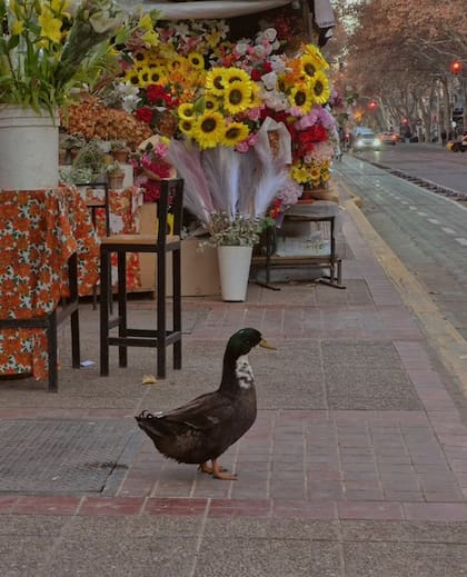 Juan, el pato de una florista del centro de Mendoza, tuvo que volver a su corral luego de denuncias porque molestaba a otros animales que transitaban por el lugar