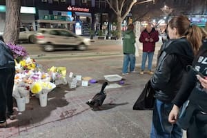 Juan, es el pato de una florista, y quedó envuelto en una controversia por circular libremente por el microcentro de Mendoza