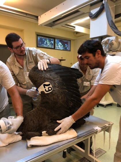 Juan Kabur, recuperando al cóndor andino
