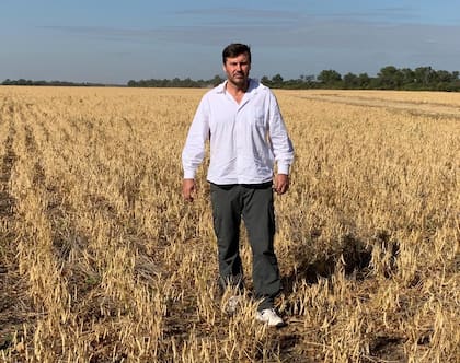 Juan Kutulas en poroto Alubia fertilizado con guano de gallina