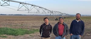 Usaron purines de cerdos para fertilizar el trigo y el resultado sorprendió a todos