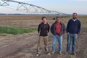 Usaron purines de cerdos para fertilizar el trigo y el resultado sorprendió a todos