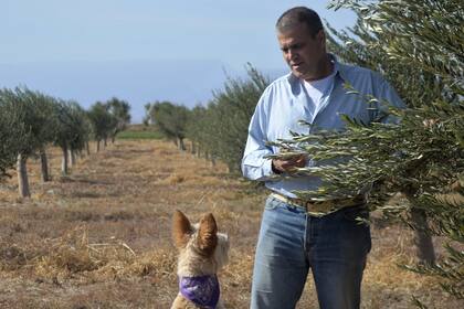 Juan Pablo Castellano cultiva olivos en San Juan