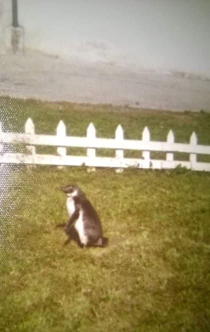 Juan Salvador, el pingüino adoptado por Mitchell