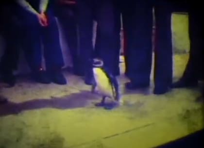 Juan Salvador, el pingüino adoptado por Tom Michell, camina sobre el borde de la pileta del colegio