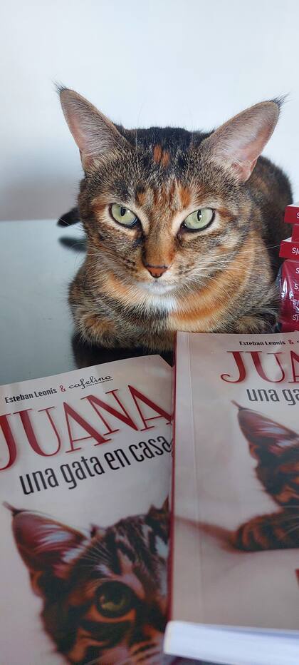 "Juana, una gata en casa" fue declarado de interés por el Ministerio de Educación y Cultura de Uruguay y el Instituto Nacional de Bienestar Animal.