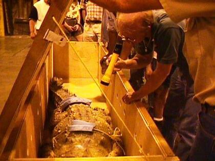 Juancho llegó en 1998 al acuario de Dallas, junto a una hembra llamada Miranda, en un vuelo procedente de Caracas.