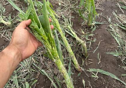 Juárez mostró cómo quedó un lote de maíz temprano tras la supercelda que atravesó la región centro sudeste de la provincia de Córdoba