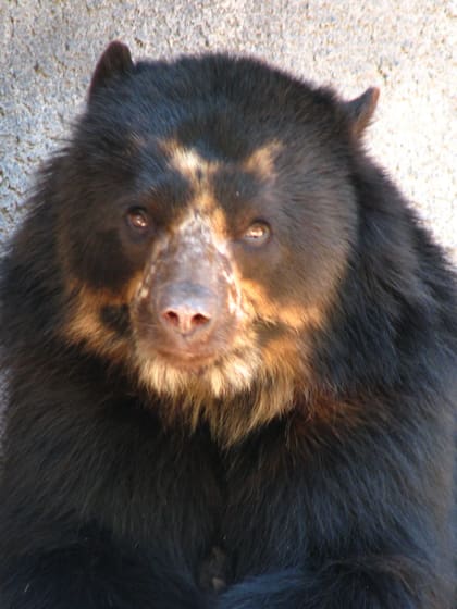 Juco (en runasimi), Yaguapopé (guaraní), los nombres del oso andino u oso de anteojos en su hábitat más austral