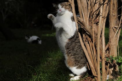Jugando en un jardín de la ciudad