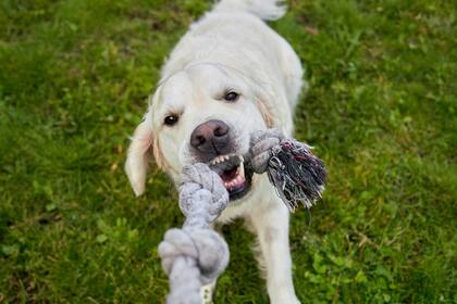 Jugar con un perro ayuda a cuidar la salud cardiovascular (imagen ilustrativa)