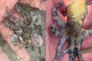 Un turista jugó con el pulpo más venenoso del mundo y sobrevivió de milagro