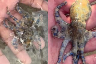 Un turista jugó con el pulpo más venenoso del mundo y sobrevivió de milagro