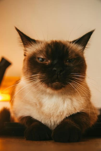 Juguetón, sociable y muy perceptivo, necesita atención diaria y no tolera bien la soledad prolongada